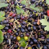 Kako kuhati džem od divlje ribizle (repisa)